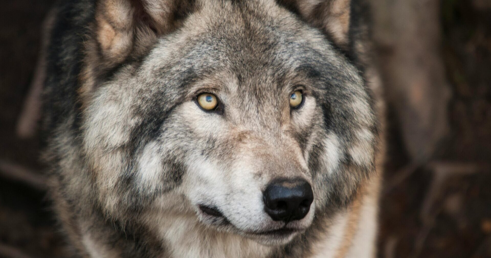 Onboarding Guide for Rewilding Projects (4/4): Activate Funding Opportunities