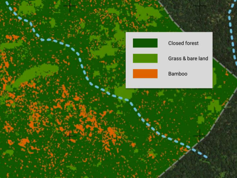 Bamboo Detection - Remote Sensing